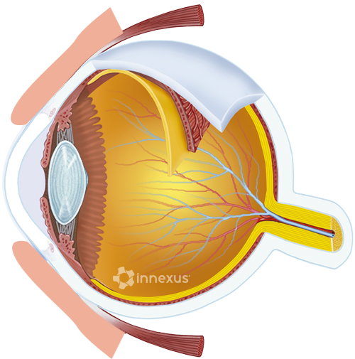 Cross-section diagram of a human eye showing the eyelid, cornea, iris, pupil, lens, retina, macula, fovea, optic nerve, and vitreous body.